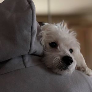 Meet your Posher, Christopher